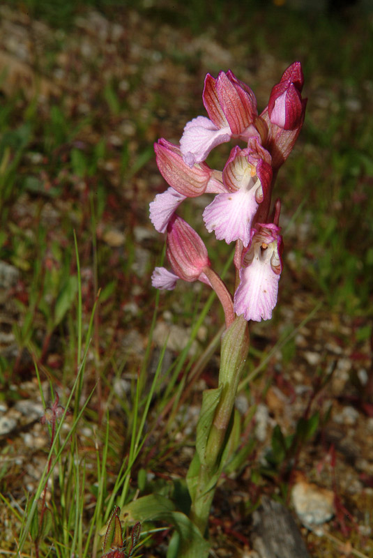 Determinazione orchidea